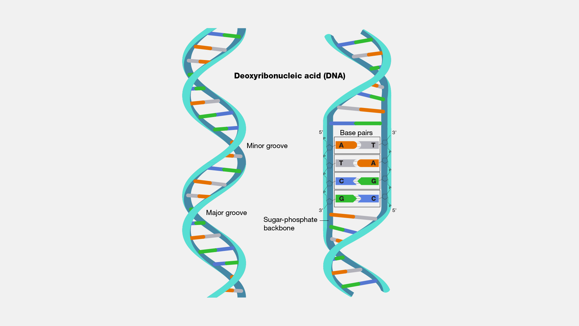 DNA Double Helix Structure