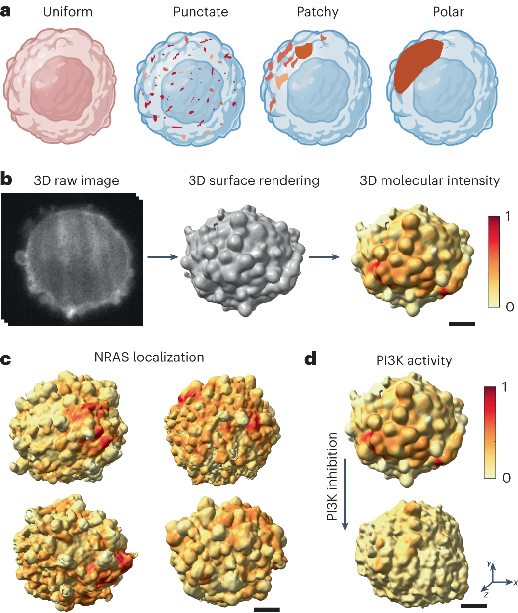 Cellular Harmonics Visualization