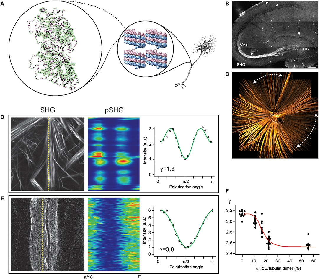 Harmonic Generation Microscopy