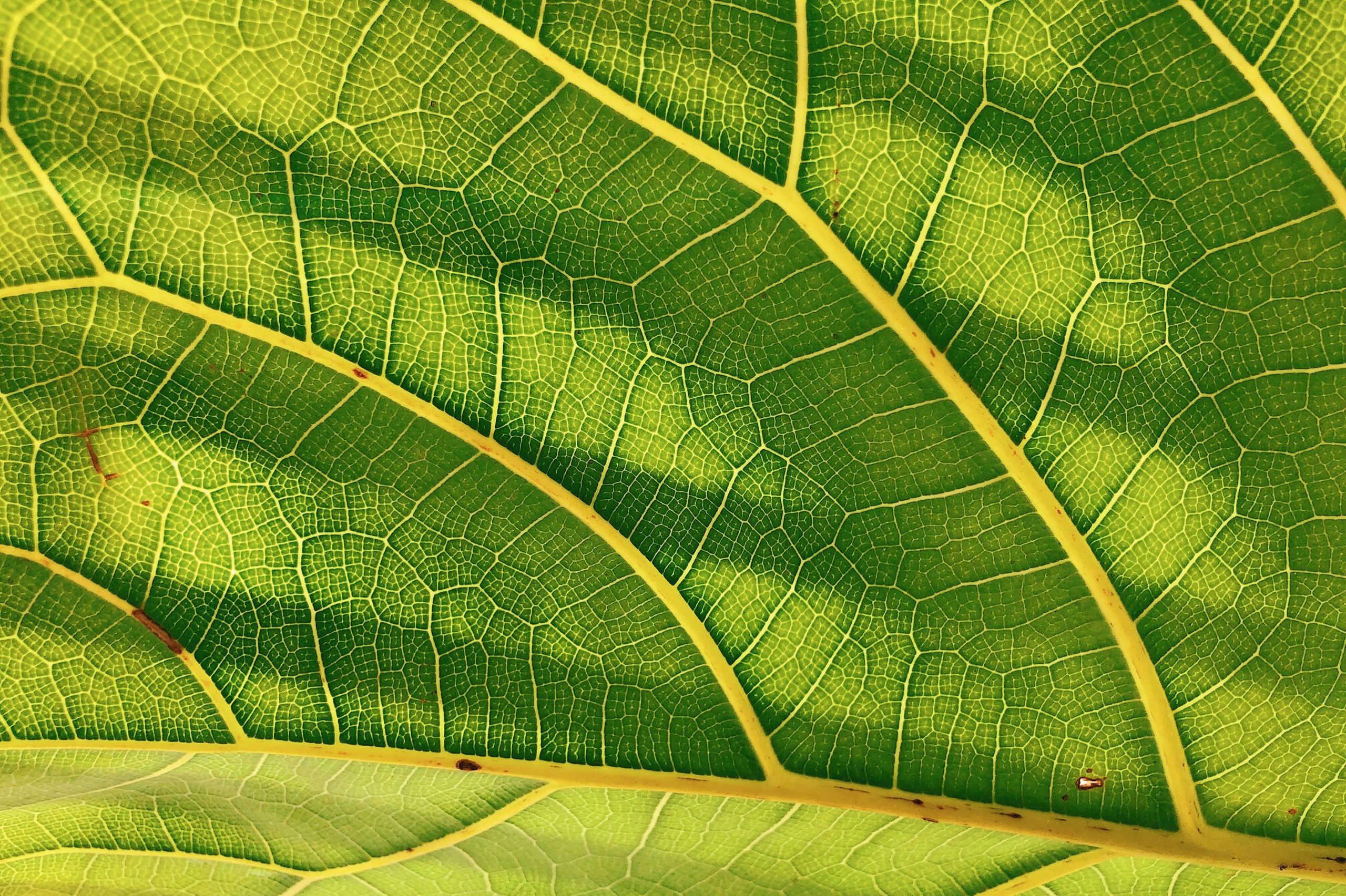 Fractal Patterns in Nature
