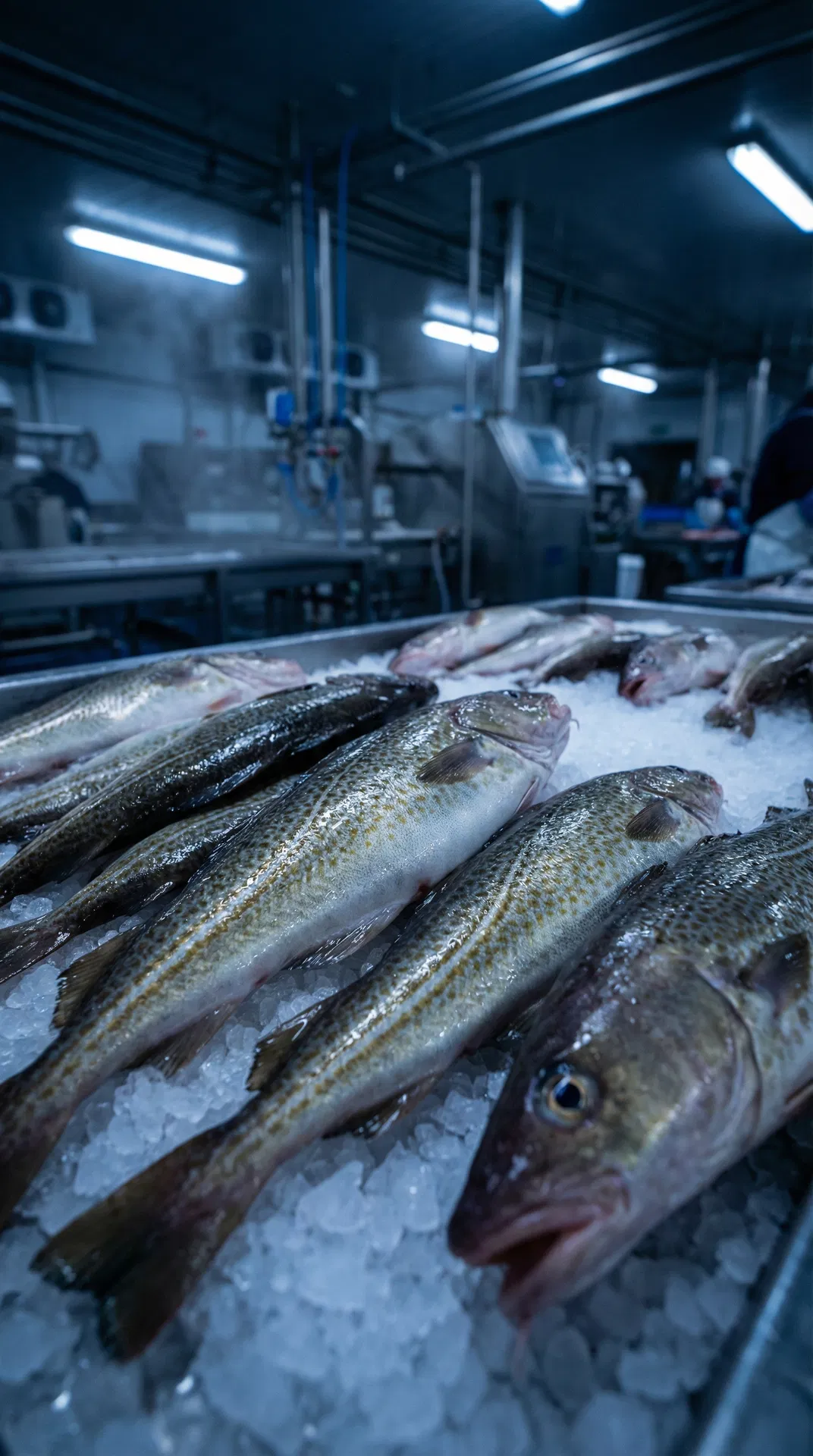 Fresh fish on ice in processing facility