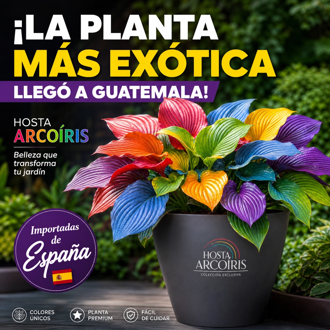 hosta_v2_1_gancho.png