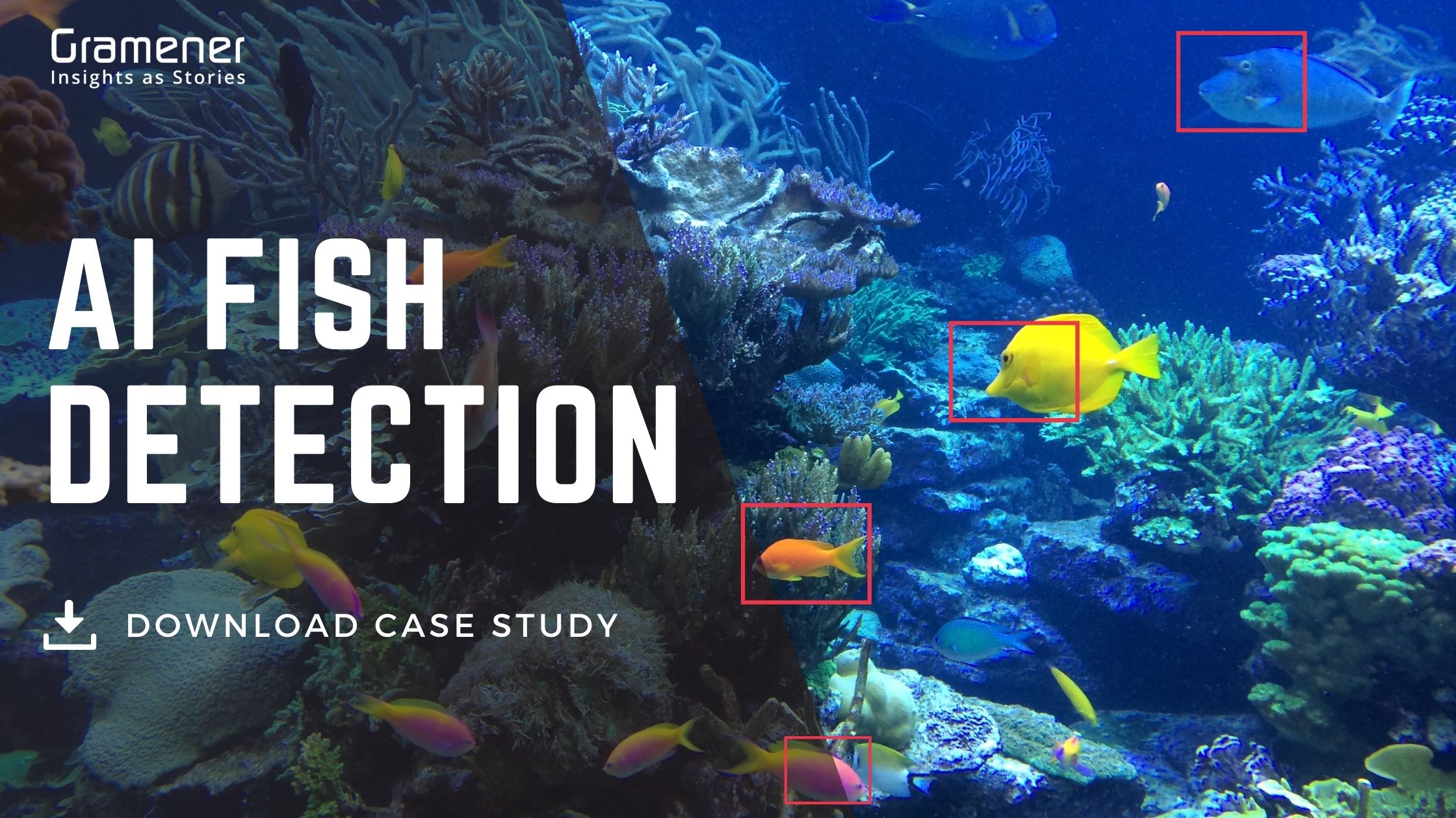 AI Fish Detection AI Fish Detection