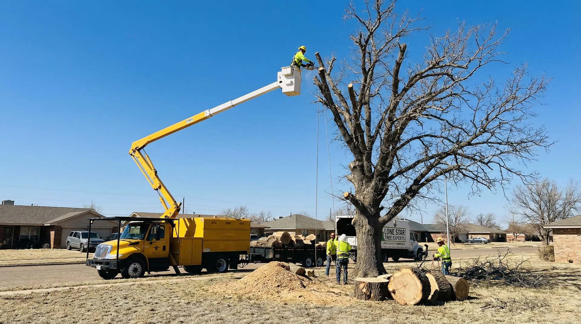 Tree Removal