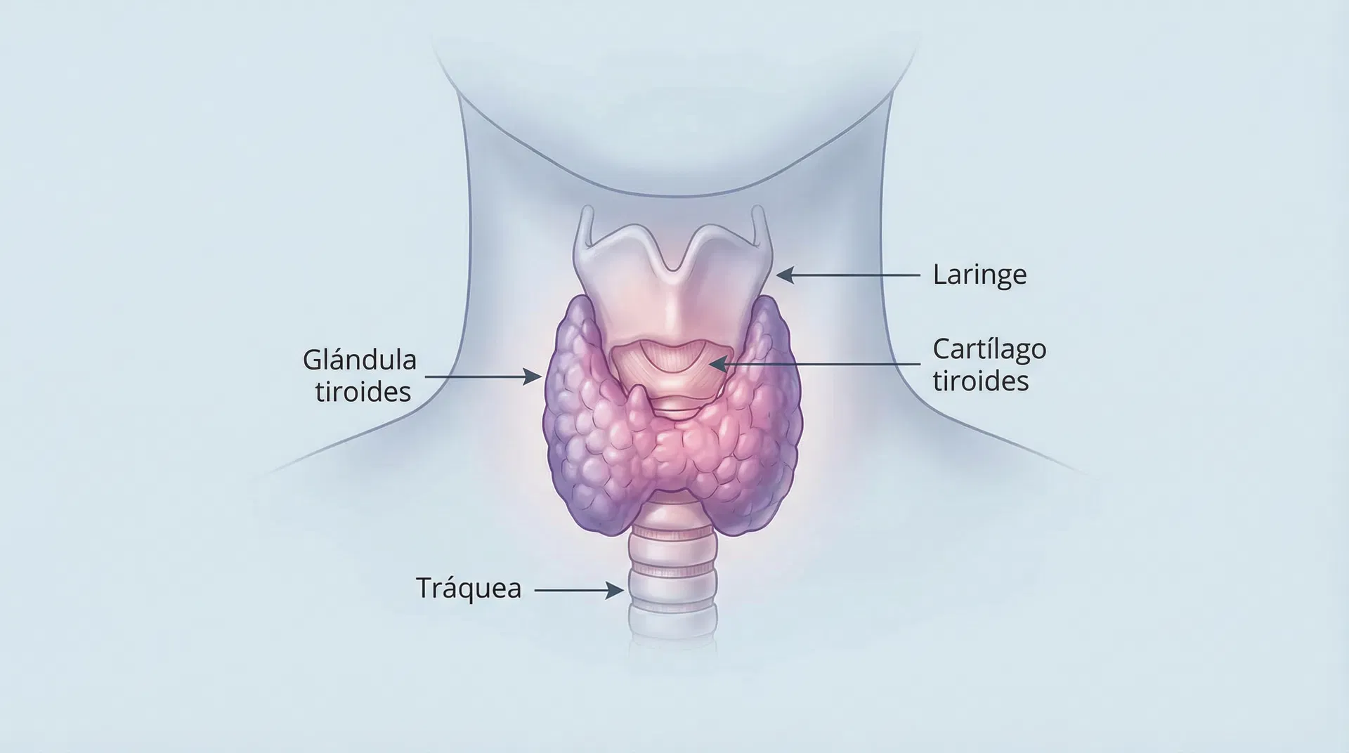 Anatomía de la glándula tiroides