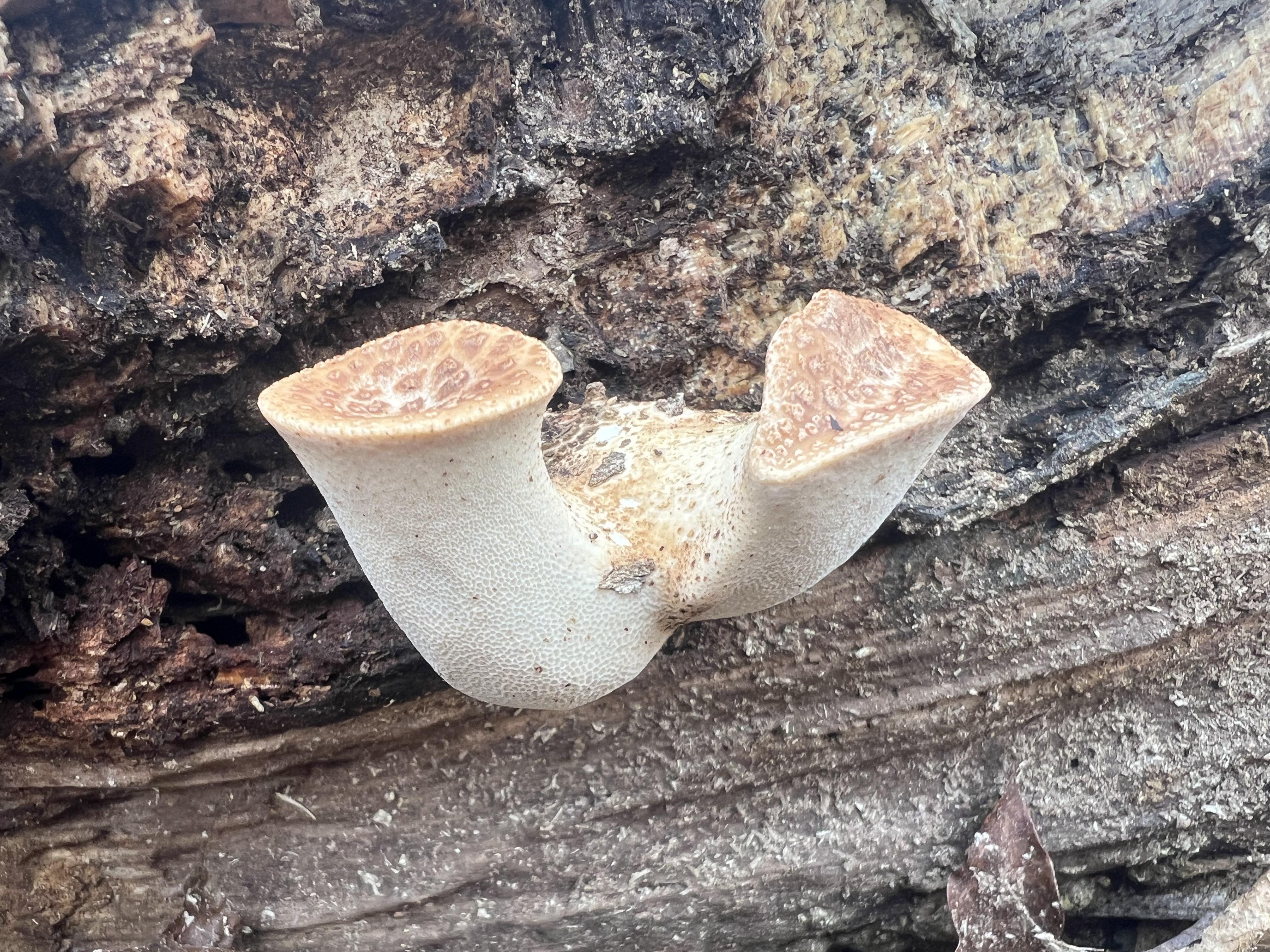 Young pheasant back mushrooms showing characteristic pore structure