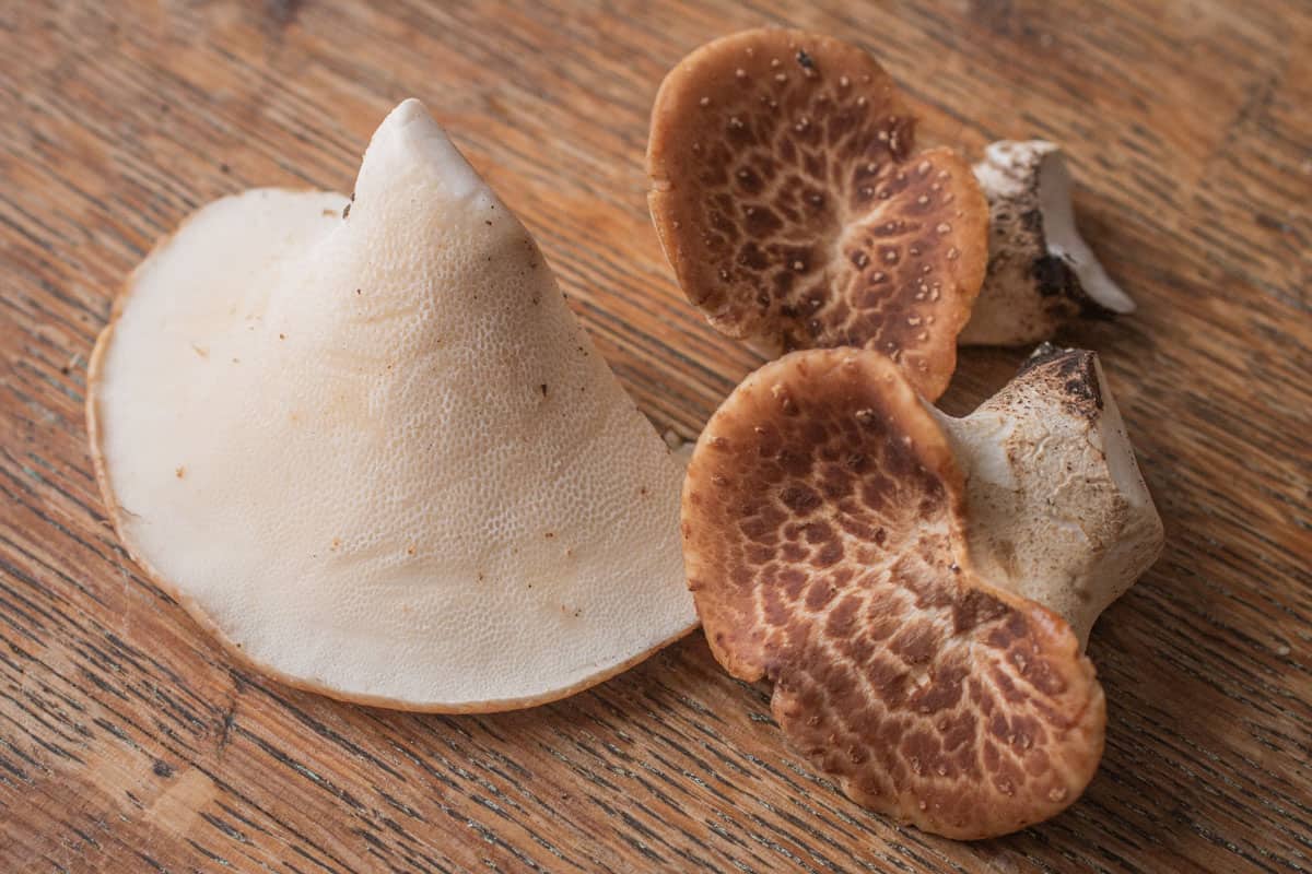 Close-up view of pheasant back mushroom pores and structure