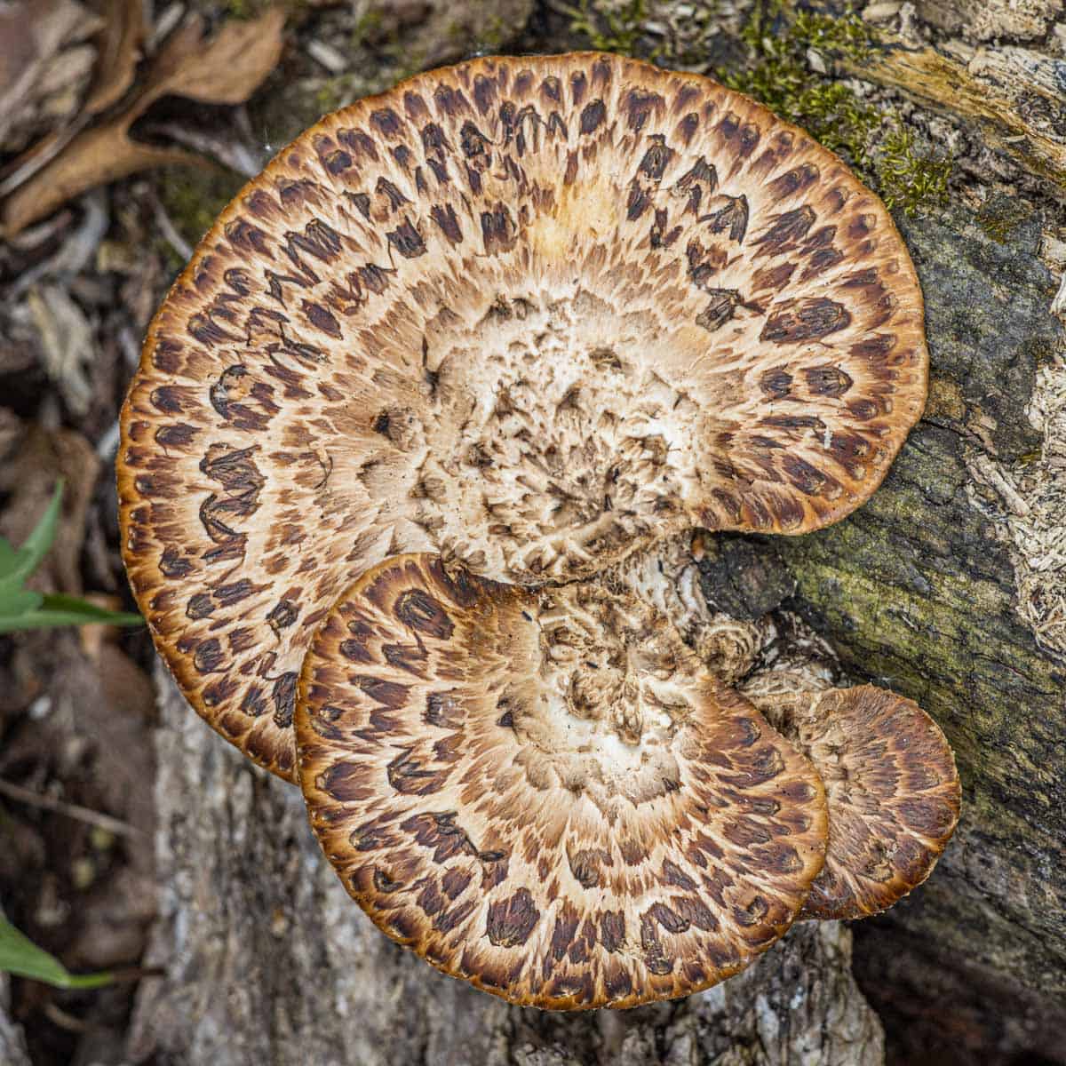 Mature pheasant back mushrooms displaying the characteristic feather-like pattern