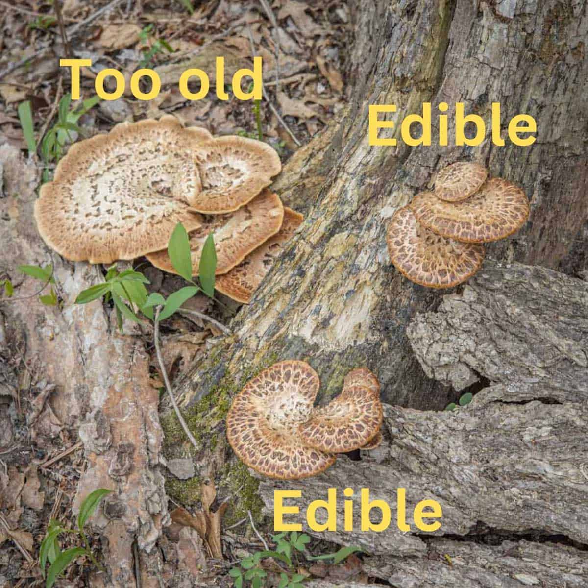 Comparison of edible young vs too old pheasant back mushrooms