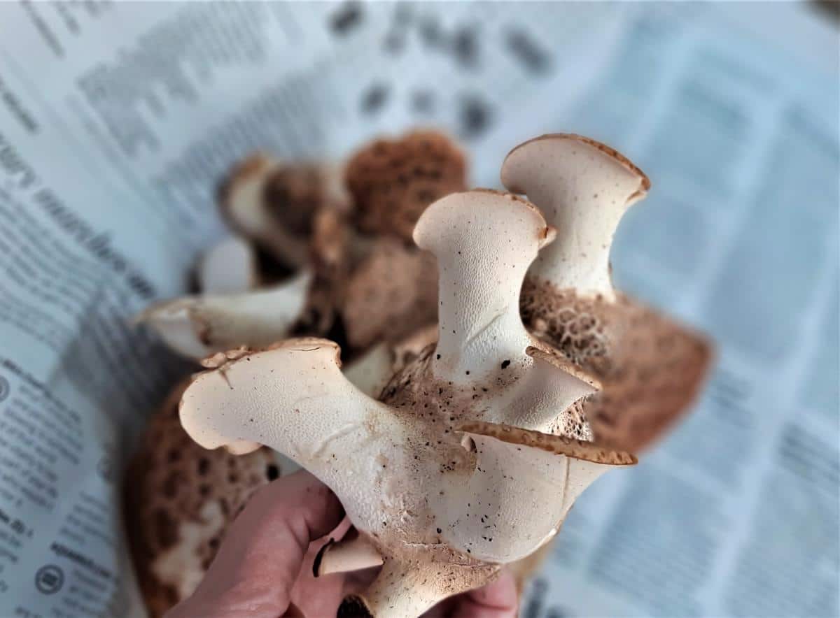 Young bulbous stage pheasant back mushrooms