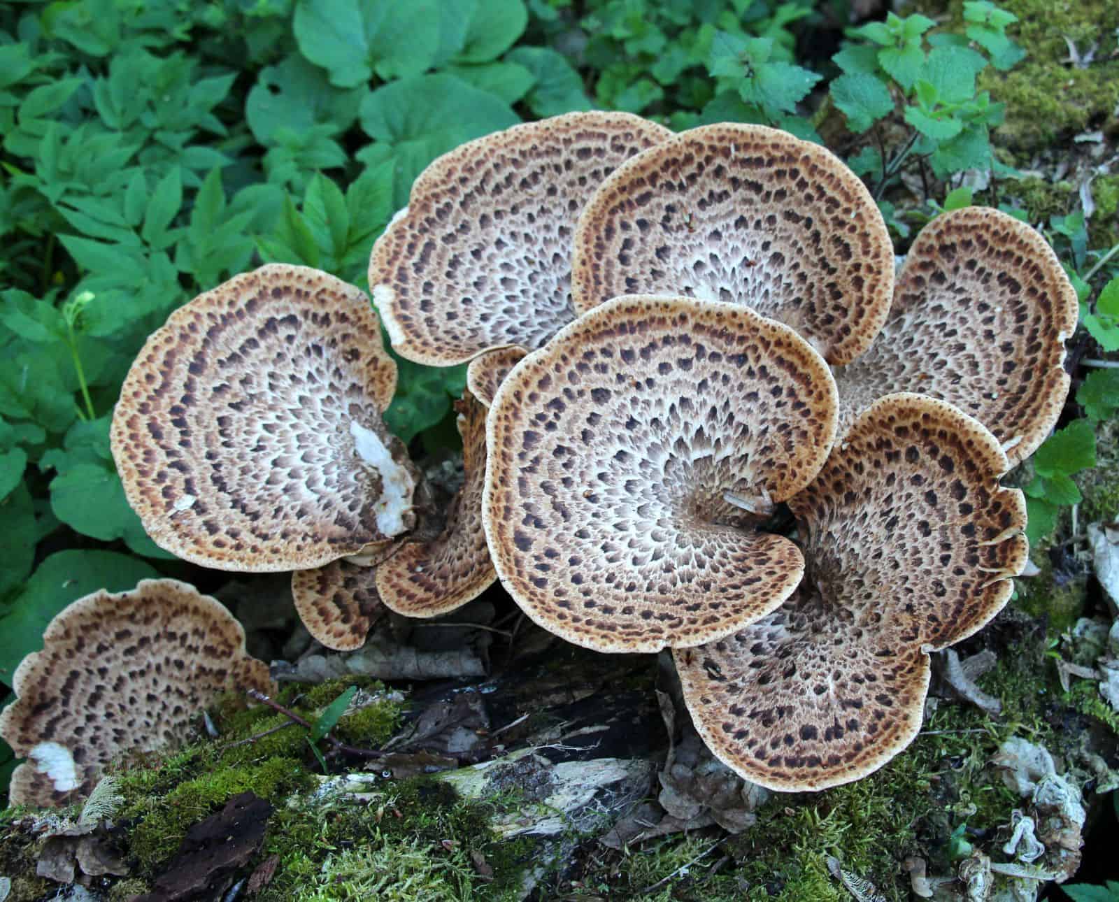 Pheasant back mushrooms growing on tree trunk in natural habitat