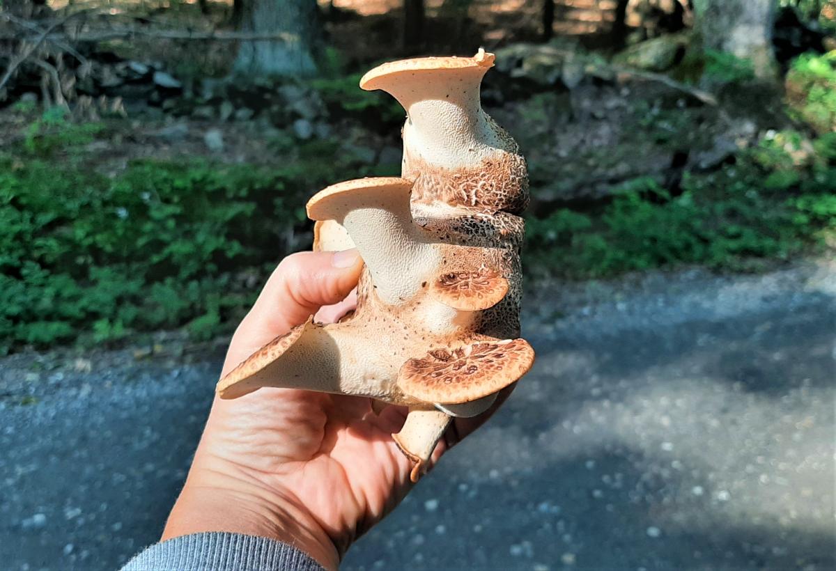 Demonstration of harvested young pheasant back mushrooms