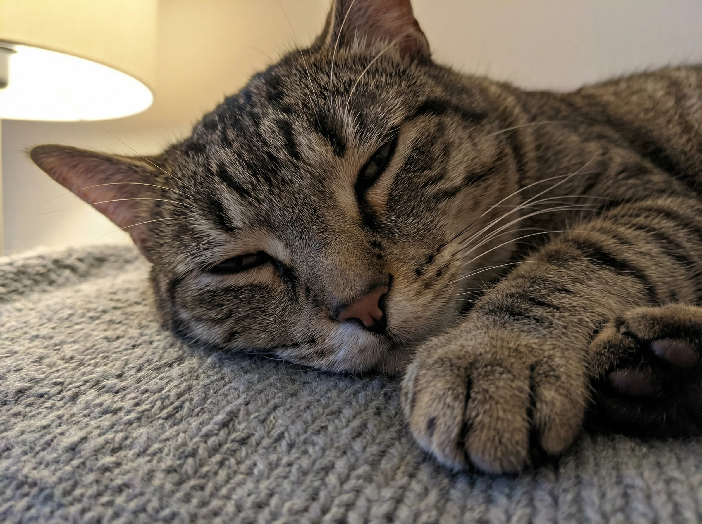 Close-up of a sleeping cat showing subtle REM sleep signs
