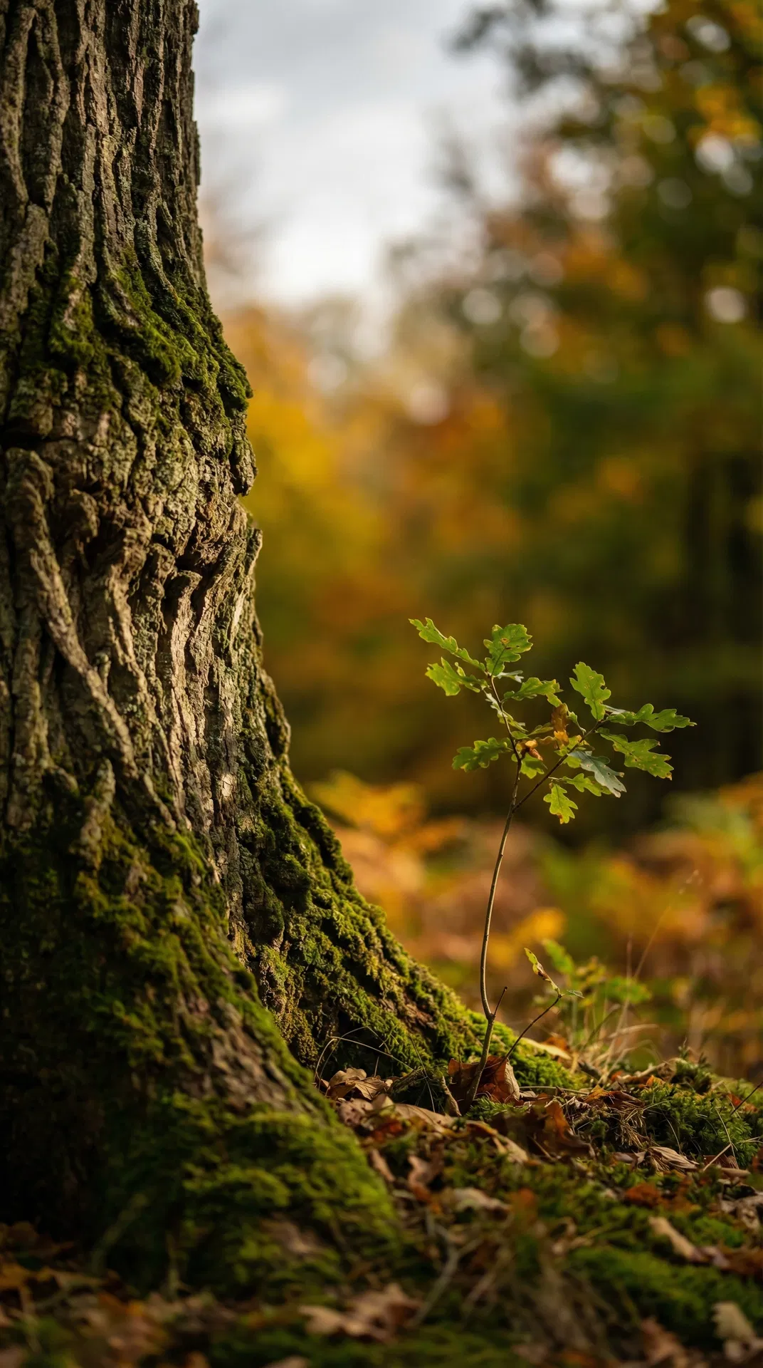 Kontinuität und Wachstum