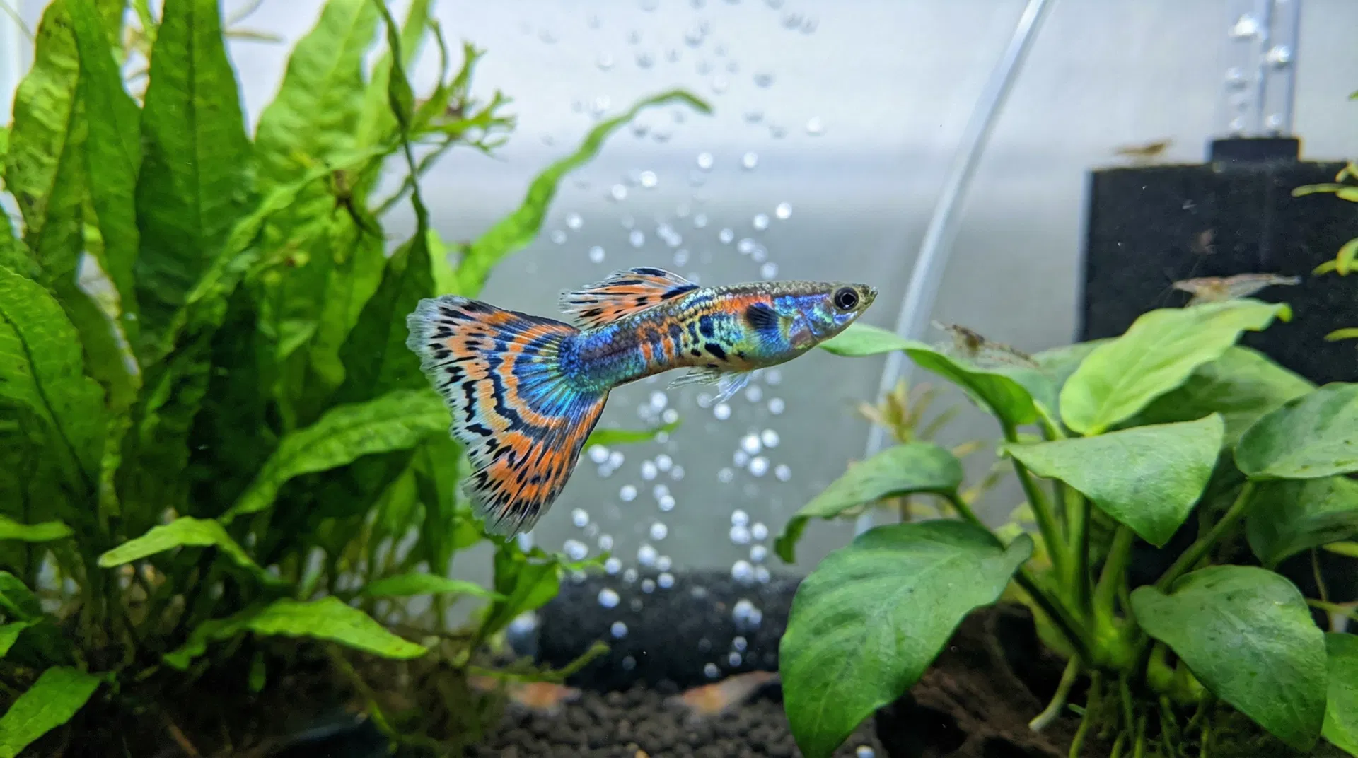 Guppy (Poecilia reticulata)