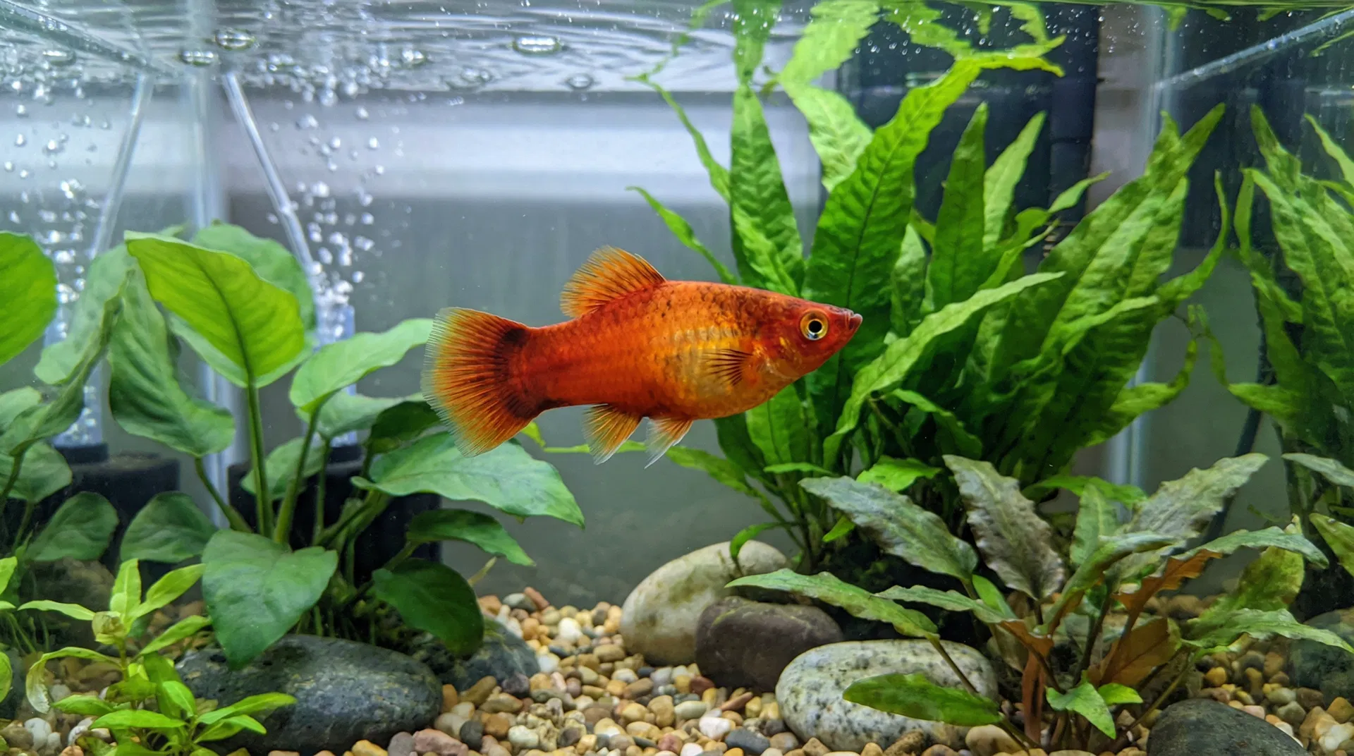 Platy (Xiphophorus maculatus)