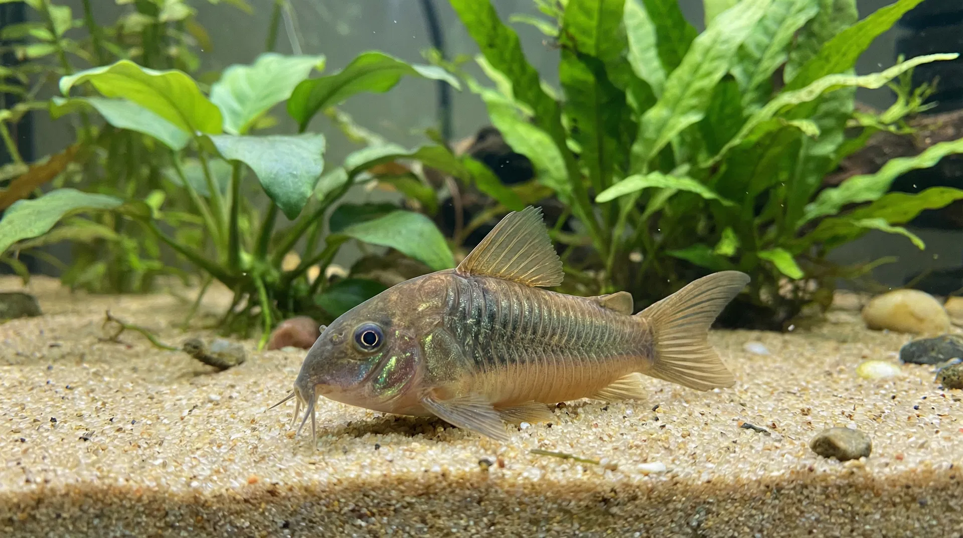 Panzerwels (Corydoras)