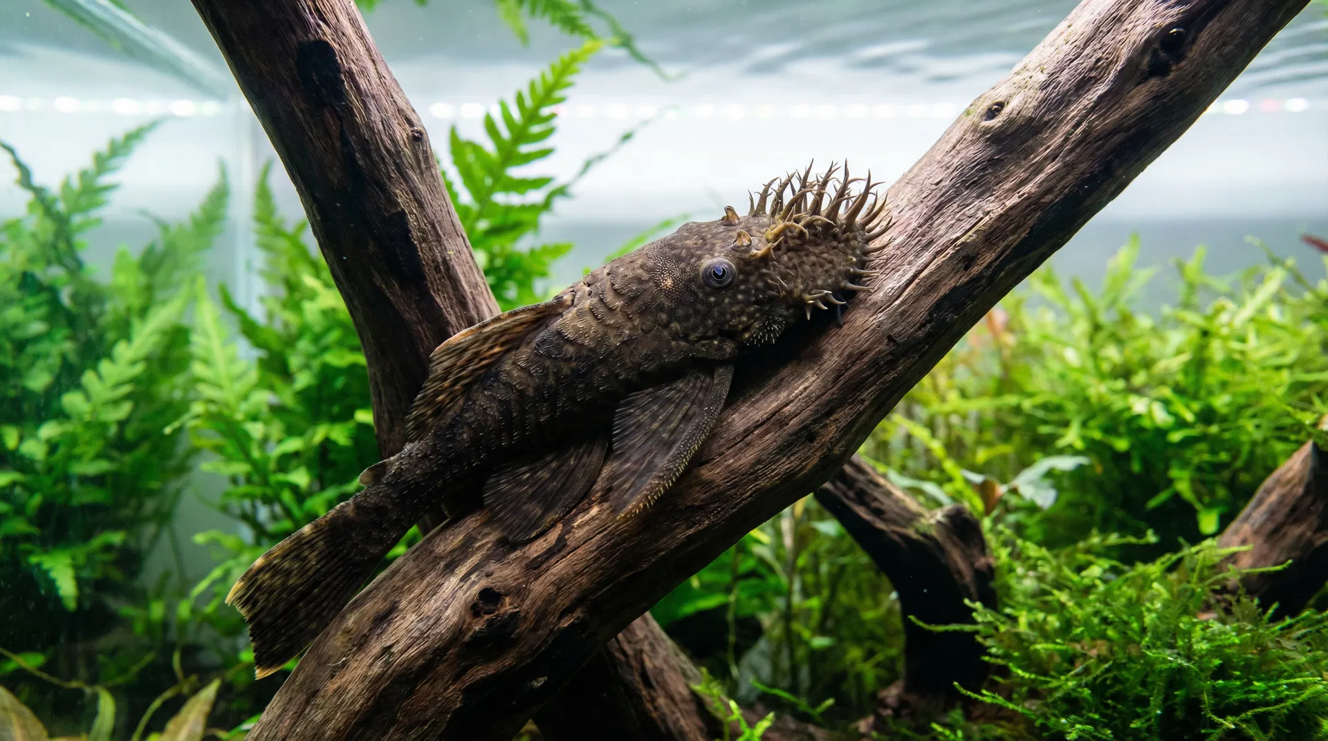 Antennenwels (Ancistrus)