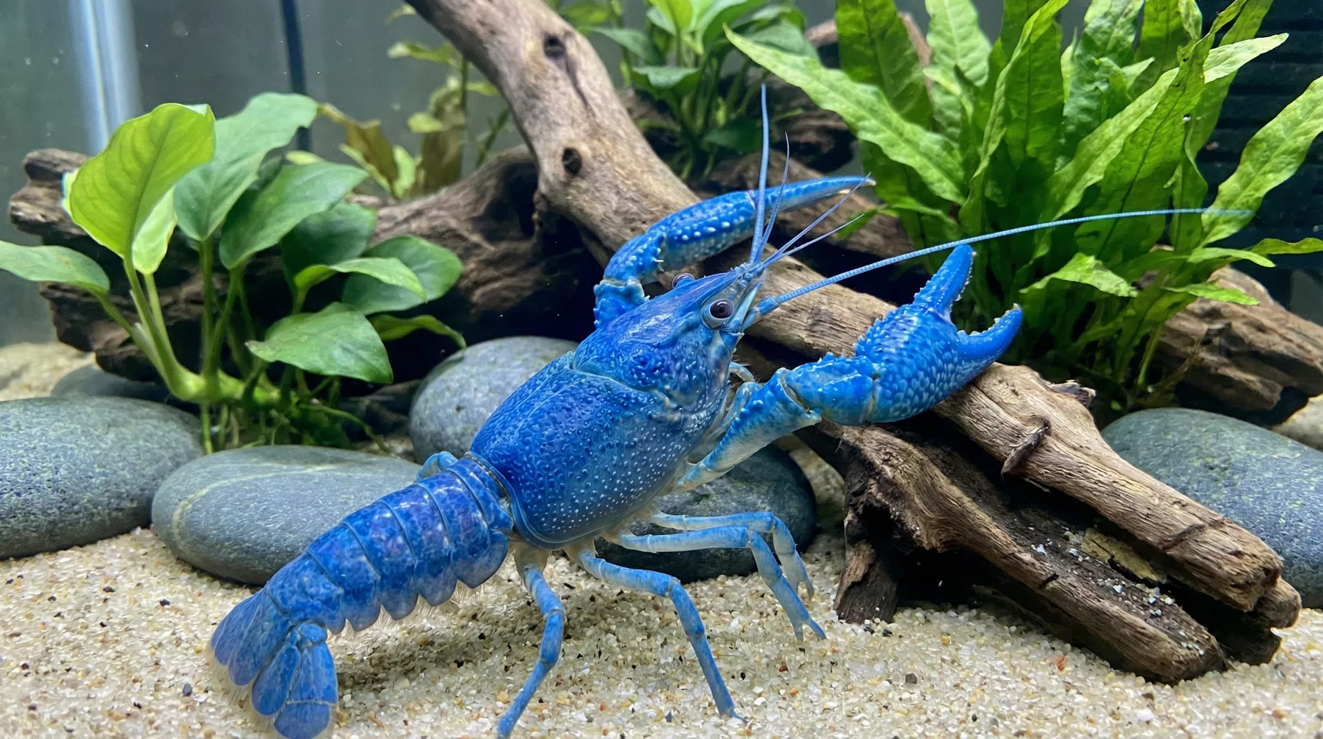 Blauer Florida-Krebs