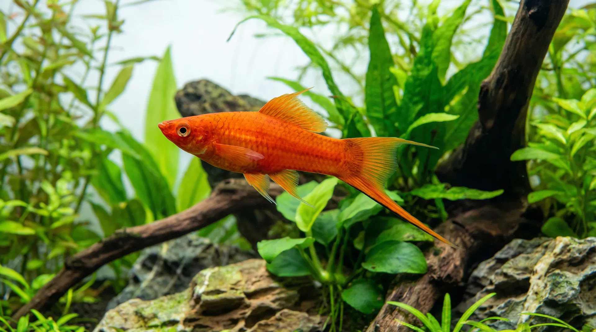Schwertträger (Xiphophorus hellerii)