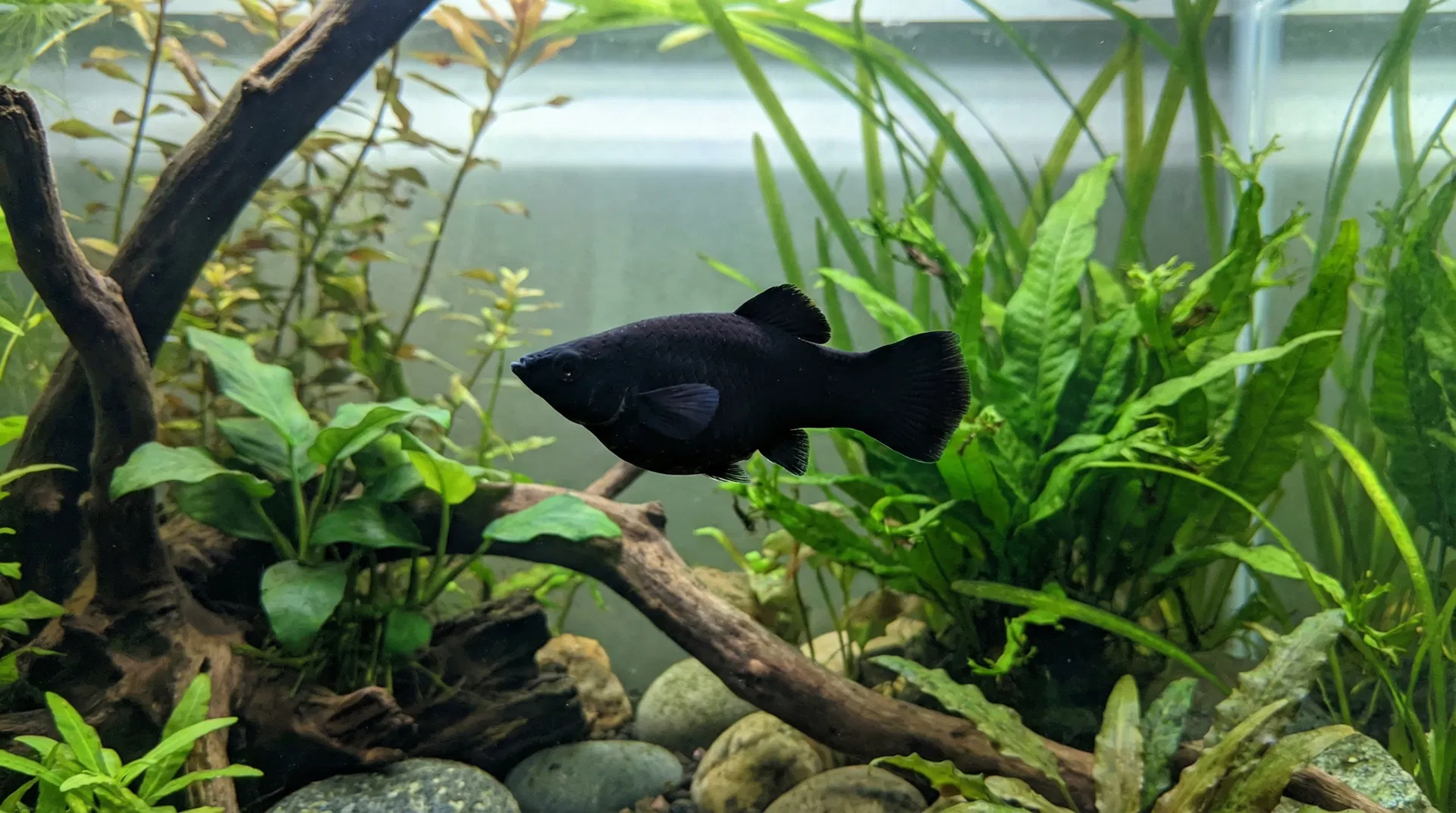 Molly (Poecilia sphenops)