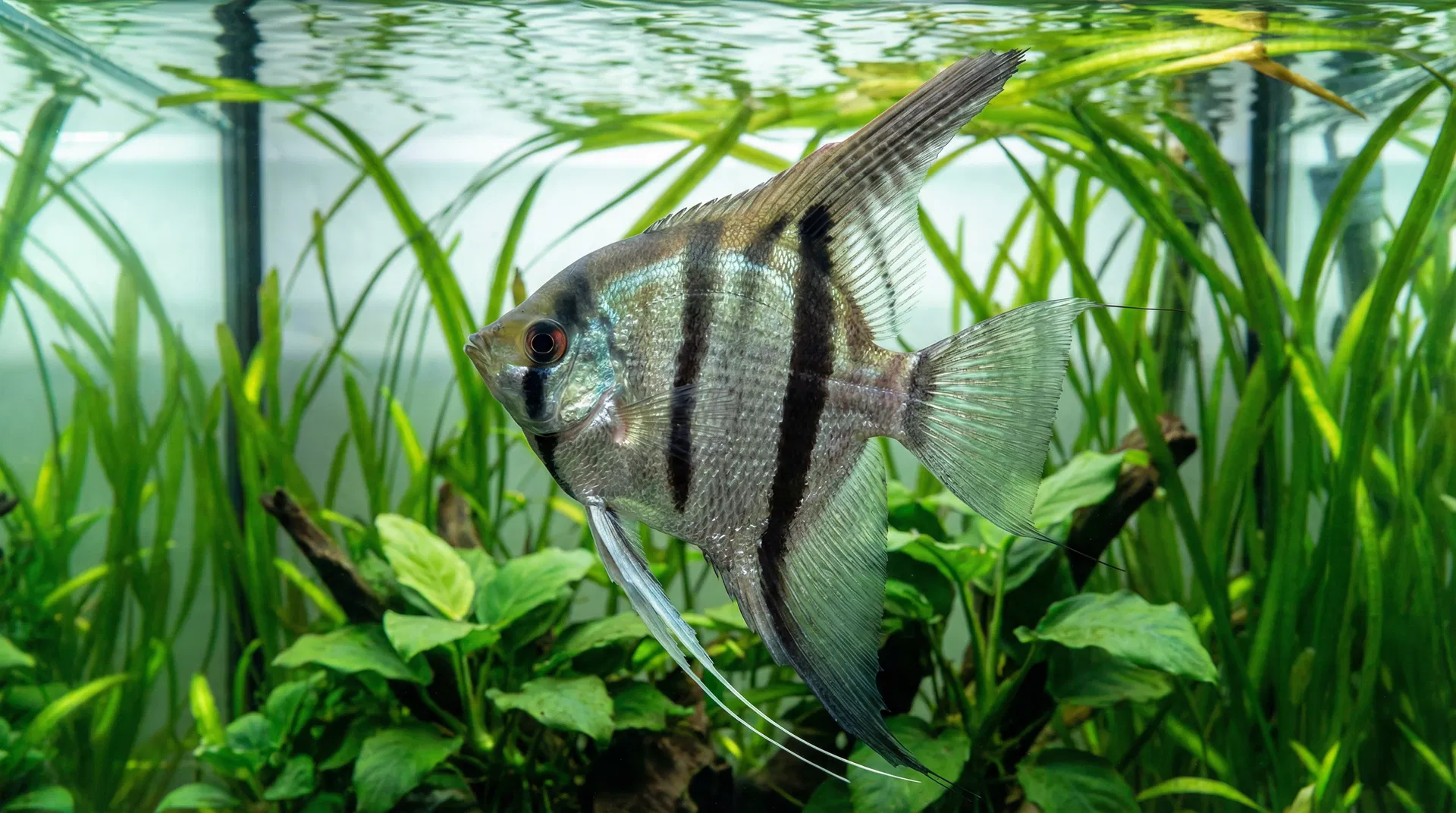 Skalar (Pterophyllum scalare)