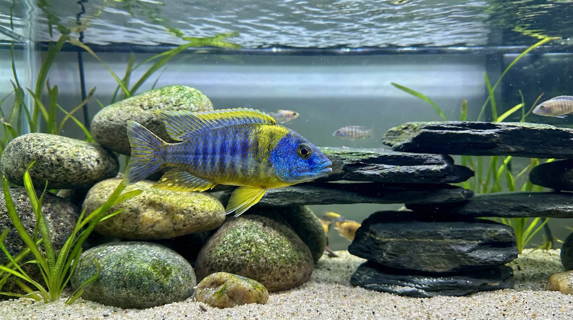 Buntbarsche (Cichliden)