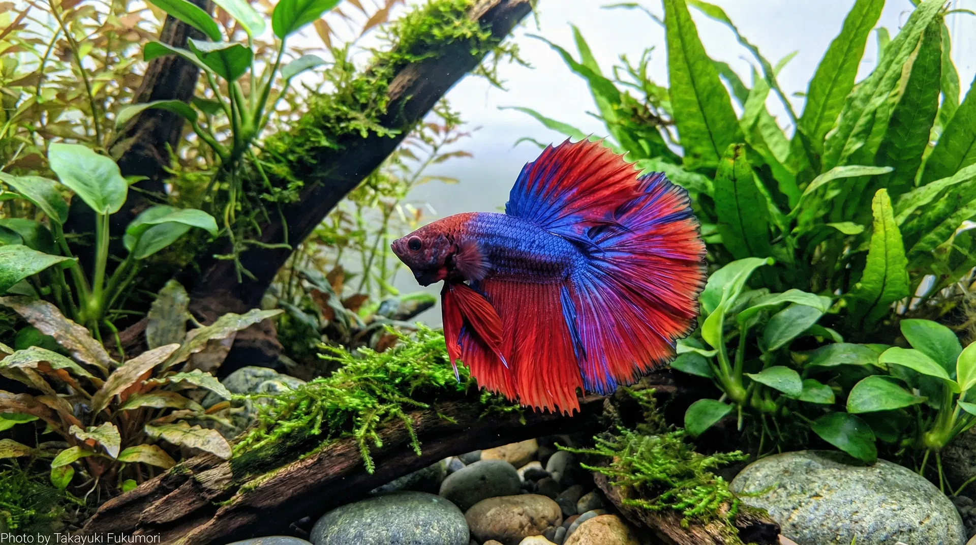 Kampffisch (Betta splendens)