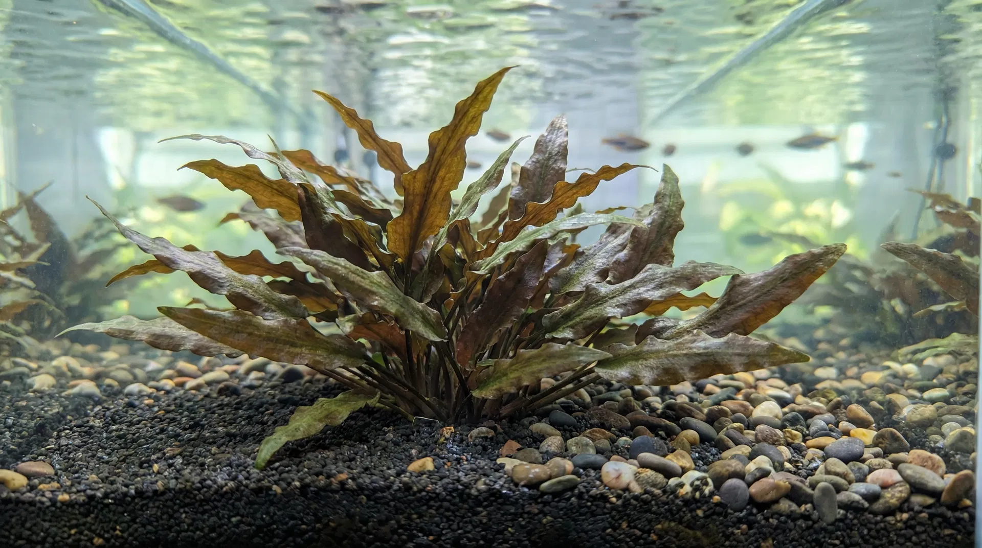 Cryptocoryne (Wasserkelch)