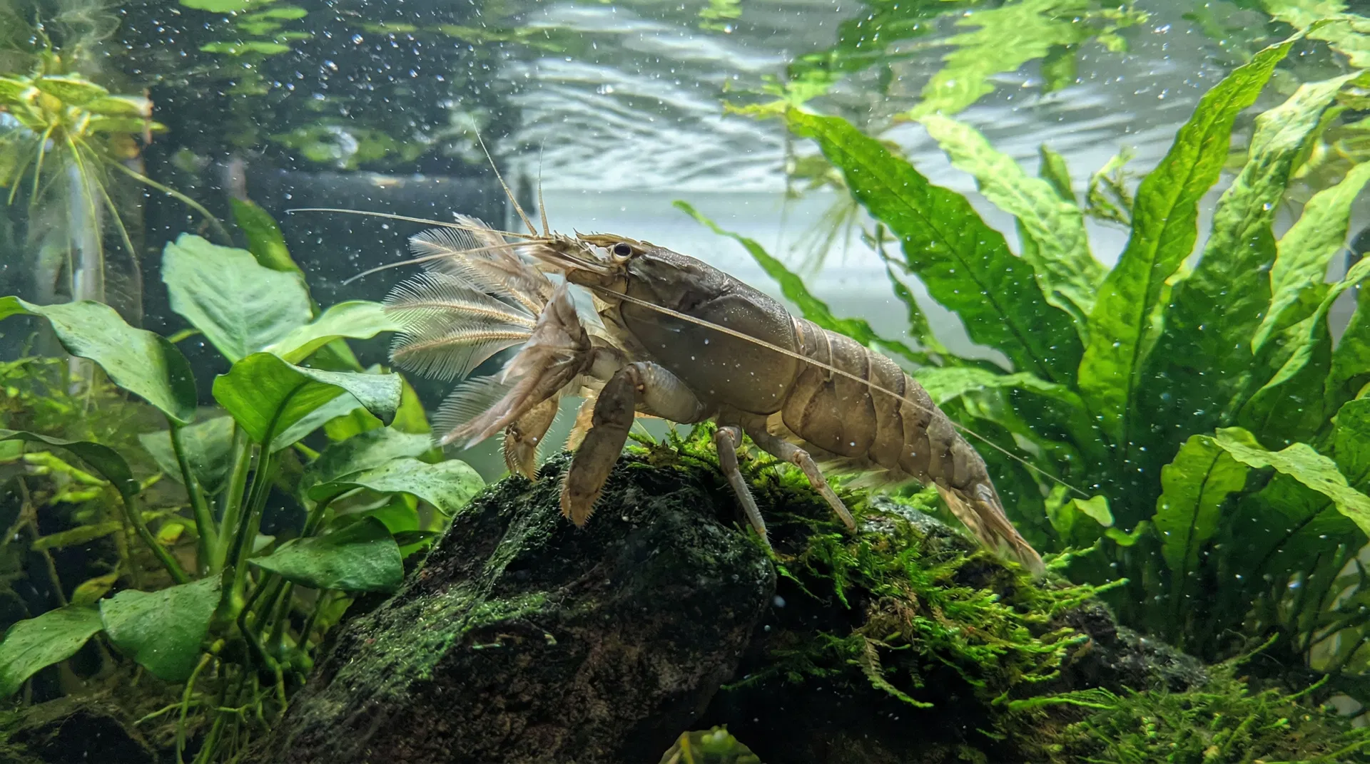 Afrikanische Fächergarnele