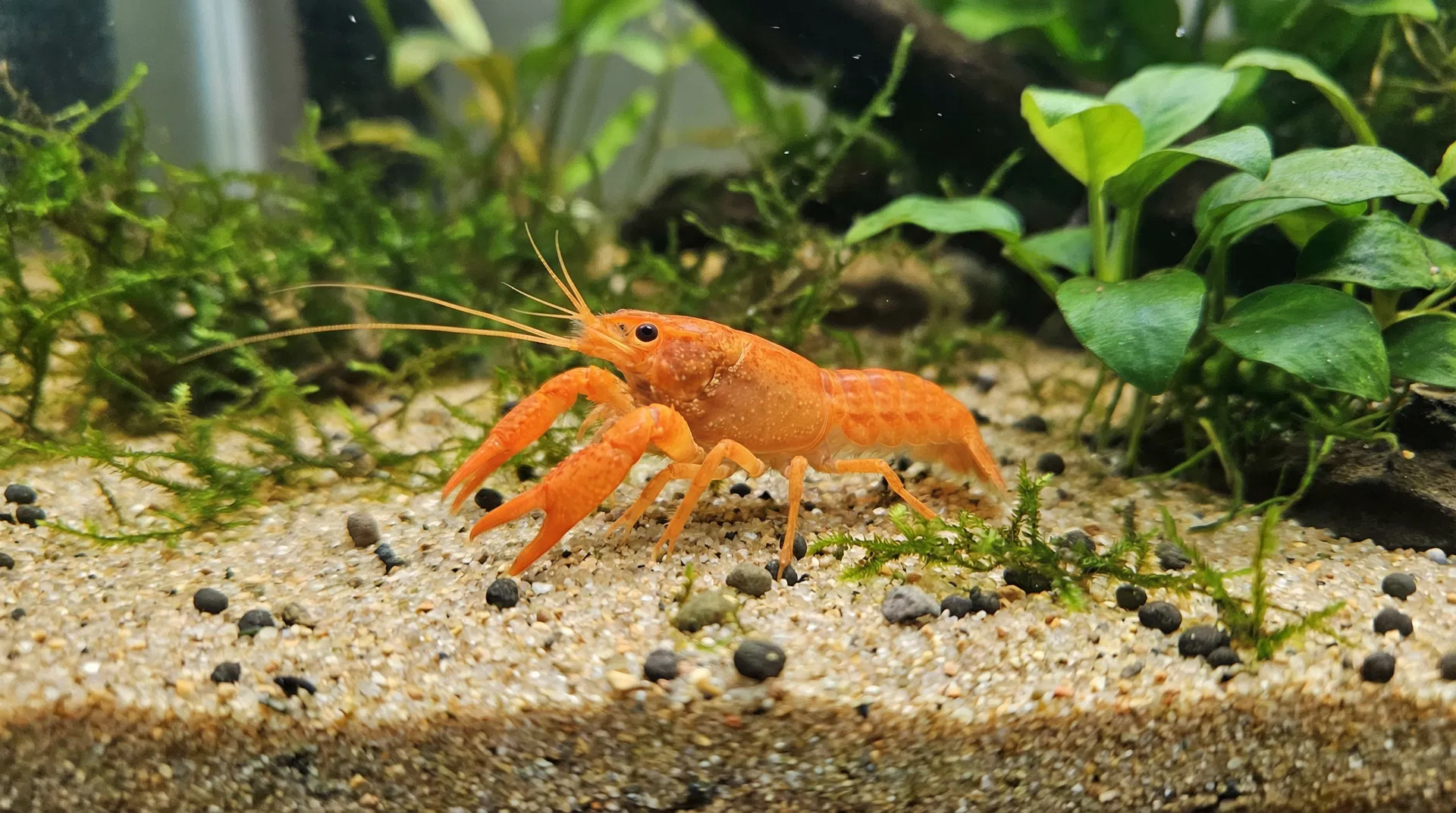 Mexikanischer Zwergflusskrebs CPO