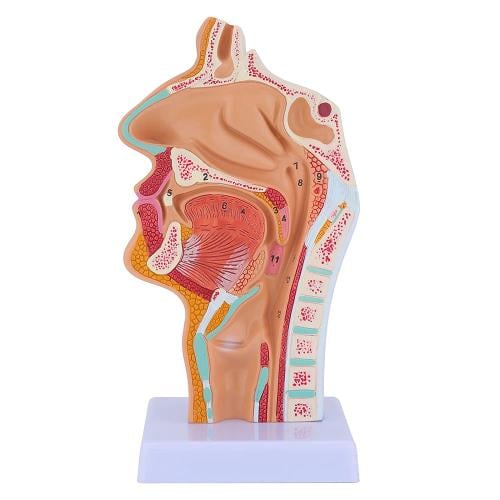 نموذج تشريحي تجويف الأنف والحلق