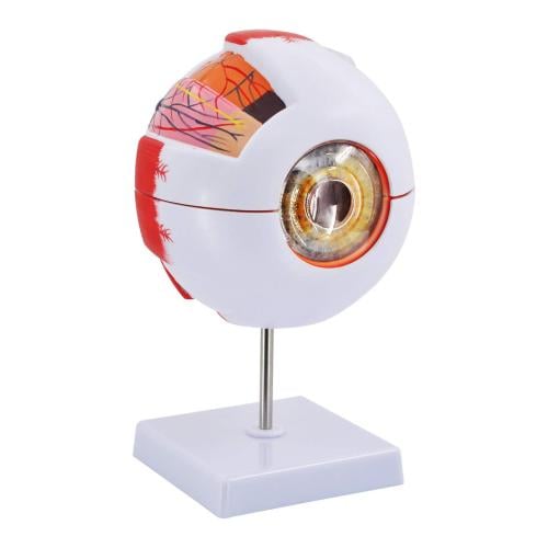 Eye anatomy model