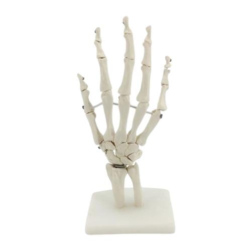 hand structure