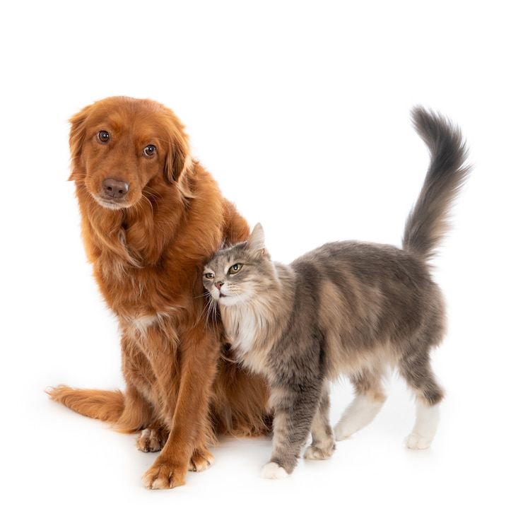 Cão e gato juntos