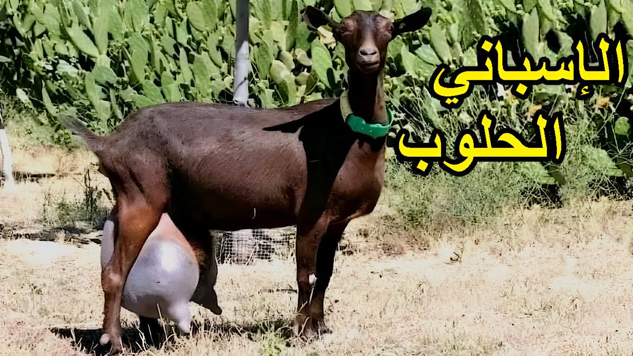 قطيع من ماعز المورسيانو الأصلي في إحدى المزارع السعودية، يظهر إنتاجيتها العالية من الحليب. ماعز المورسيانو الأصلي في مزرعة سعودية
