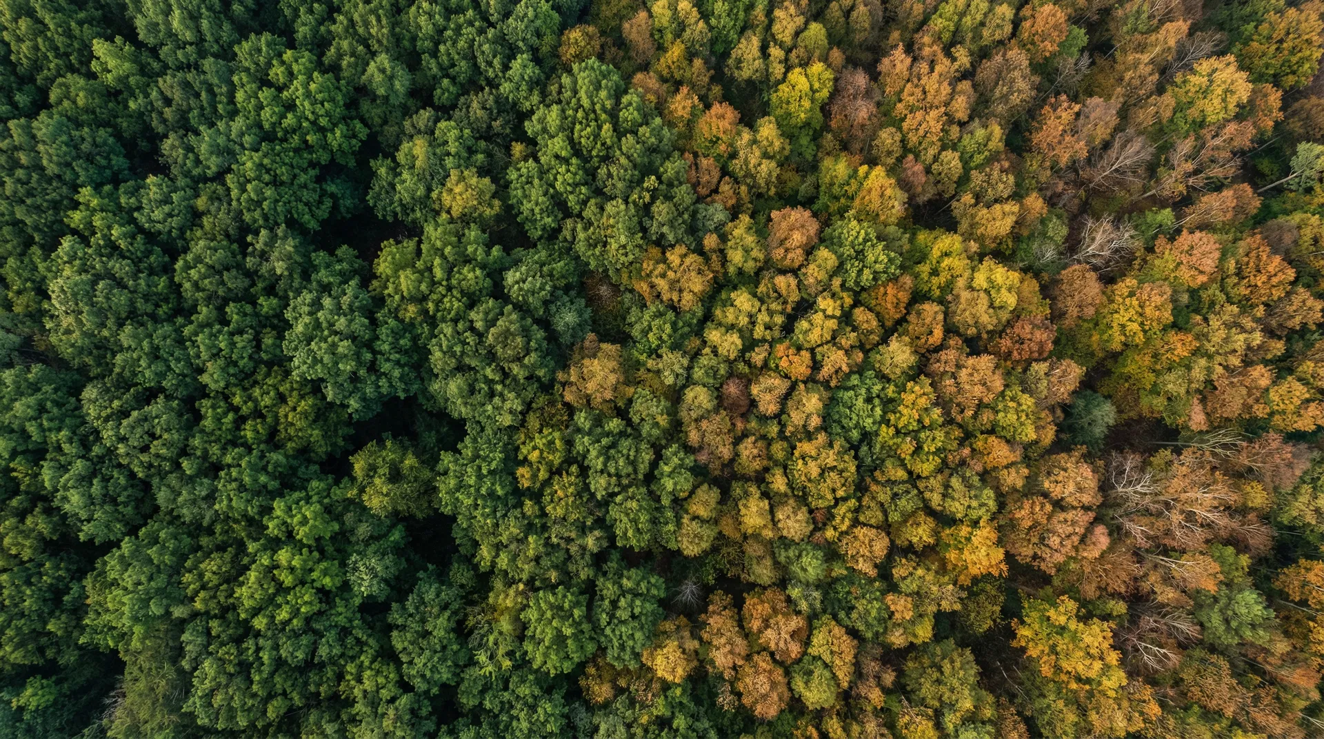 Aerial view of forest canopy showing transition from healthy to stressed trees