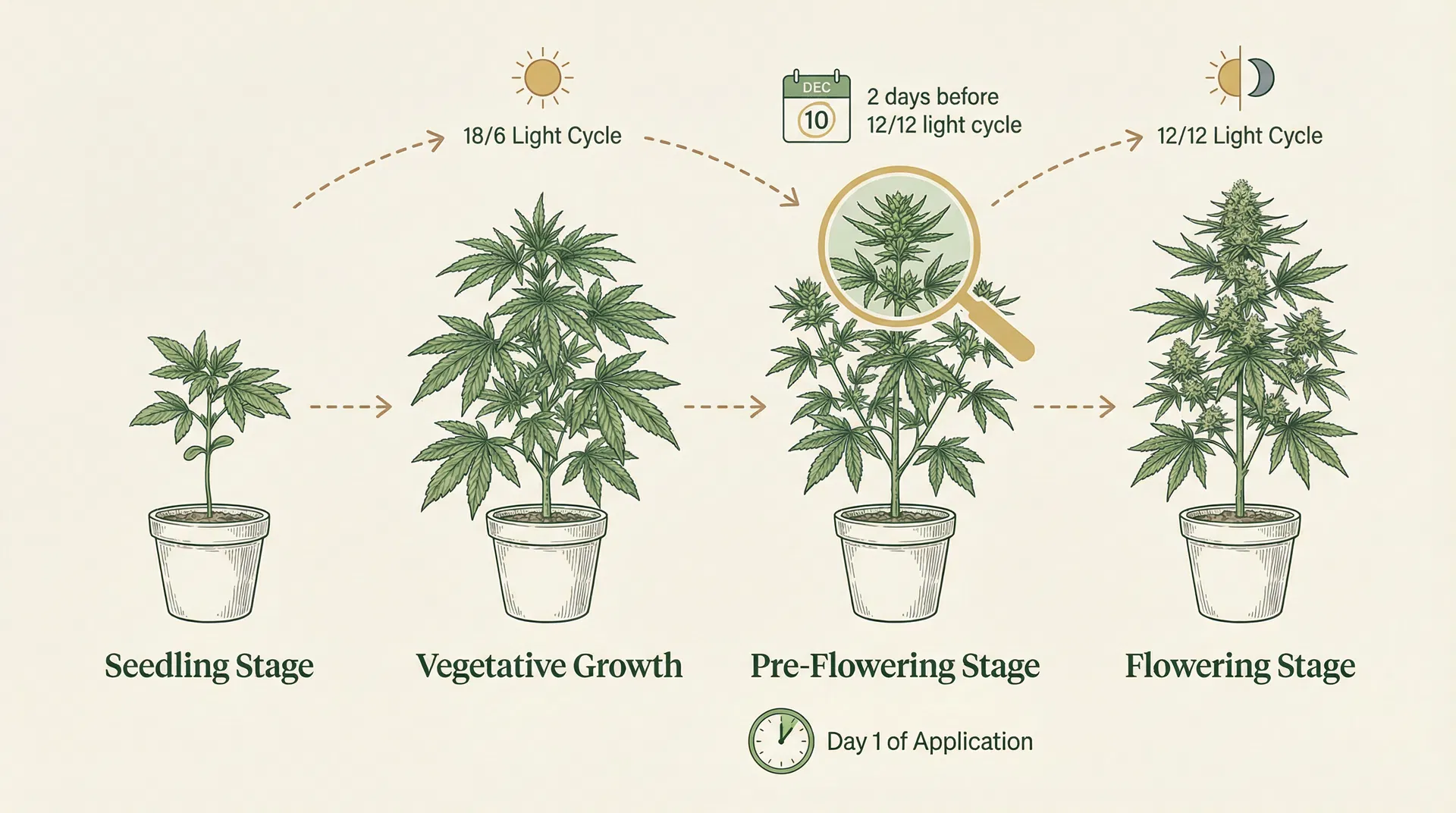 Cannabis growth stages showing ideal timing for STS application - 2 days before 12/12 light cycle for photoperiod plants