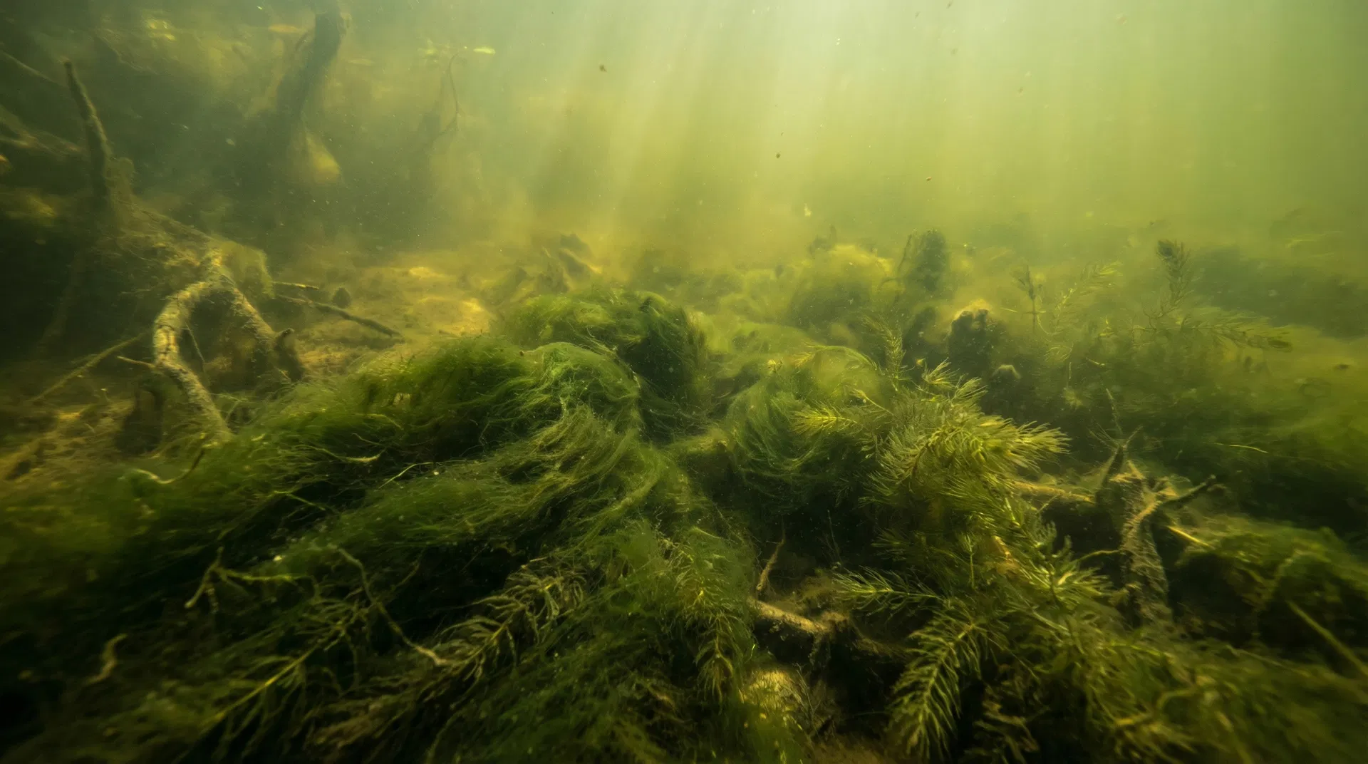 Underwater view of the Quarry Lake system showing dense algae and weed coverage