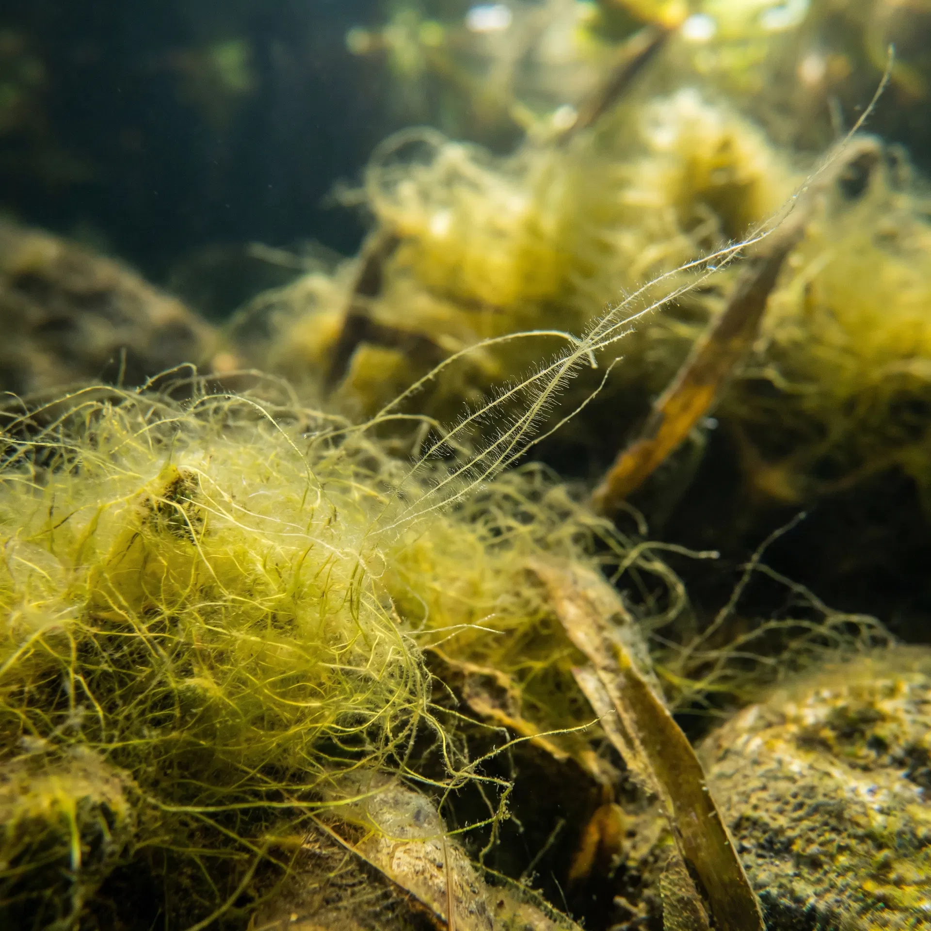 Close-up of filamentous algae