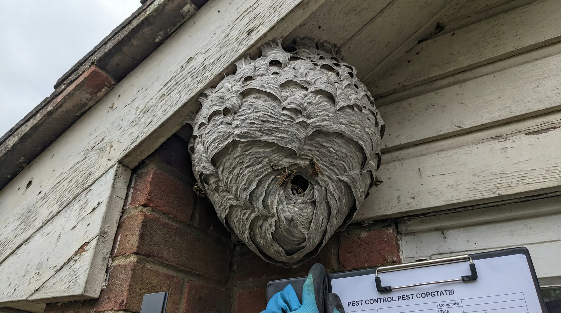 Wasp nest on house eaves
