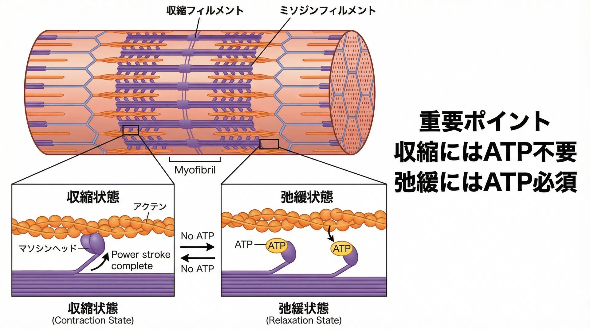 アクチン-ミオシン滑り説とATPの役割