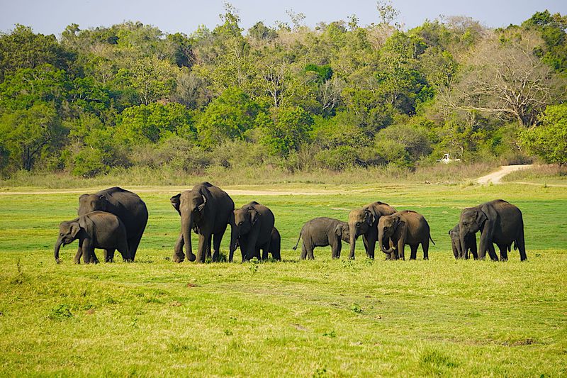 ミンネリア国立公園の象サファリ