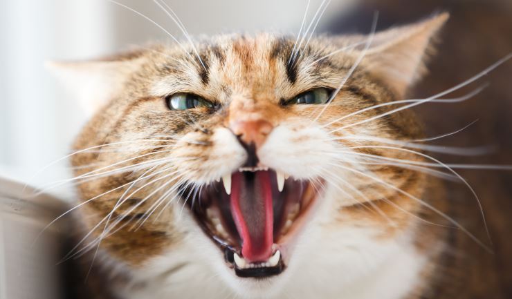 Afbeelding van een kat met agressief gedrag