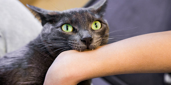 Afbeelding van een kat die met speelgoed speelt