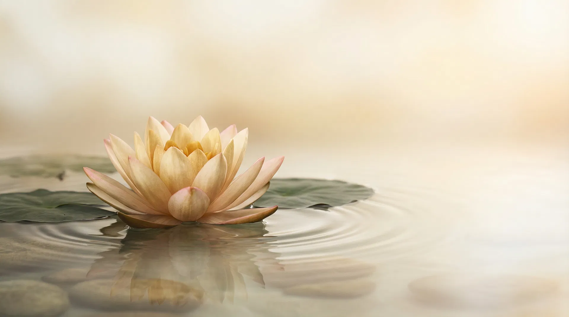 Lotus Zen