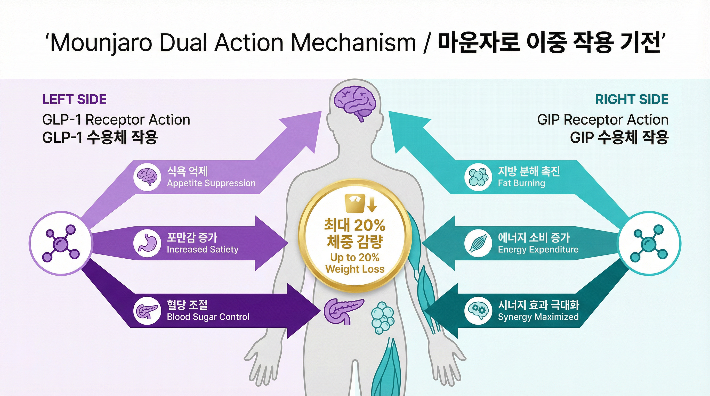 GLP-1과 GIP 호르몬이 뇌와 위장, 지방 세포에 동시에 작용하는 이중 메커니즘 인포그래픽