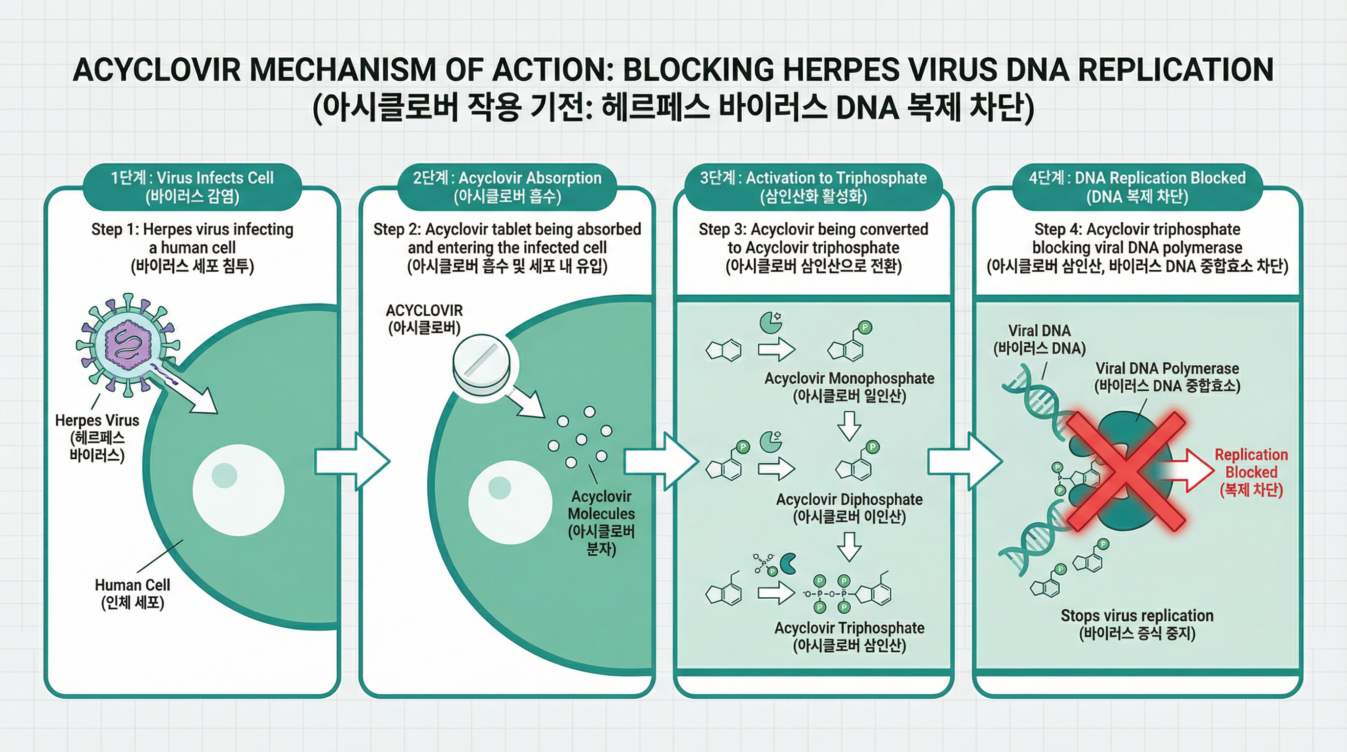 아시클로버 성분이 바이러스 세포 내로 들어가 복제를 차단하는 과정을 시각화한 인포그래픽