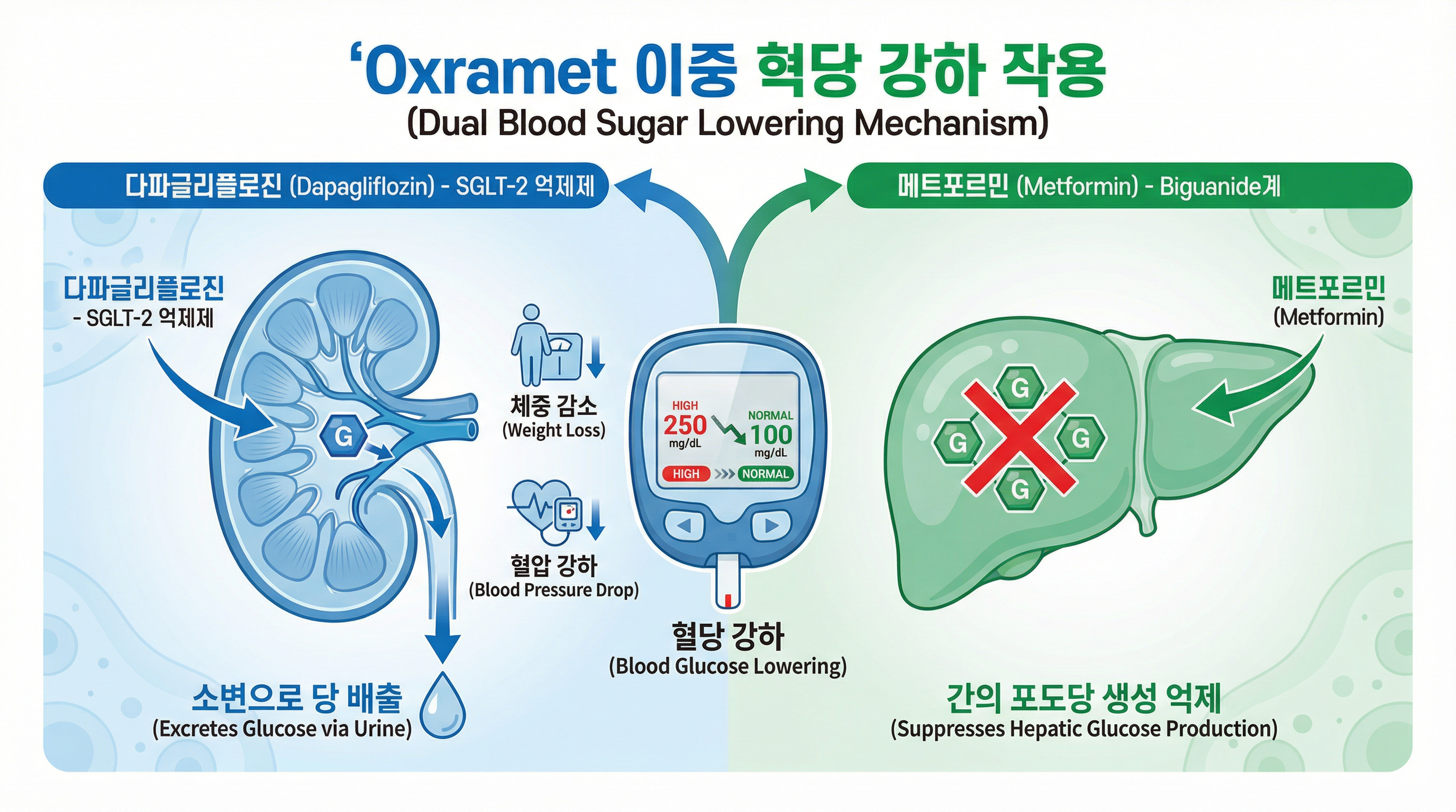 옥스라메트(oxramet) 당뇨부터 안과 합병증 예방까지! 15 다파글리플로진의 소변 배출과 메트포르민의 간 생성 억제를 보여주는 이중 작용 기전 인포그래픽