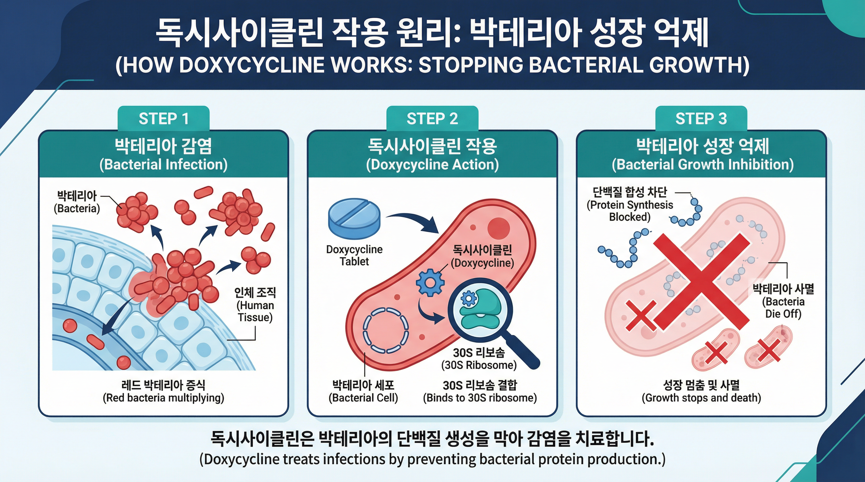 누독시(nudoxy) 100mg 효능·복용법 | 독시사이클린 여드름 항생제 15 독시사이클린 성분이 세균의 단백질 합성을 억제하는 과정을 시각화한 인포그래픽